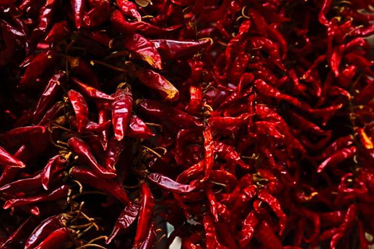 Sötét vörös szárított paprika, érett és ízletes étkezési fűszerek.